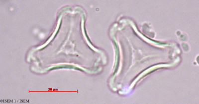 Eucalyptus pulverulenta - lame n° 27874